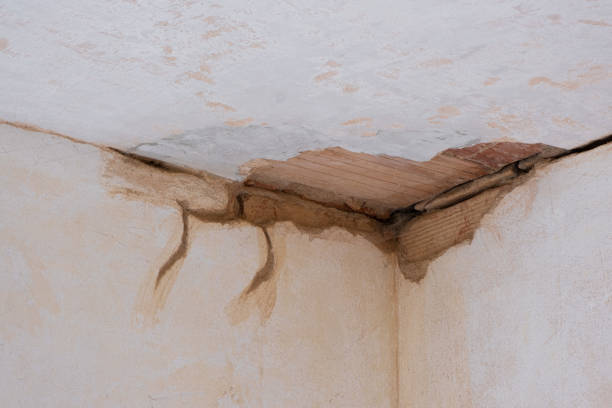 Best Basement water damage restoration  in Wallace, FL