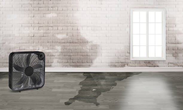Best Professional water damage repair  in Wallace, FL